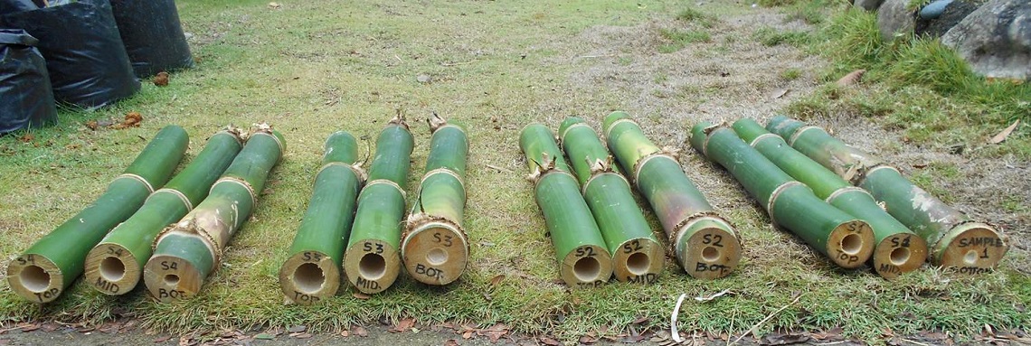 harvested B. balcooa