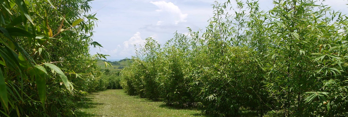 Bamboo farm